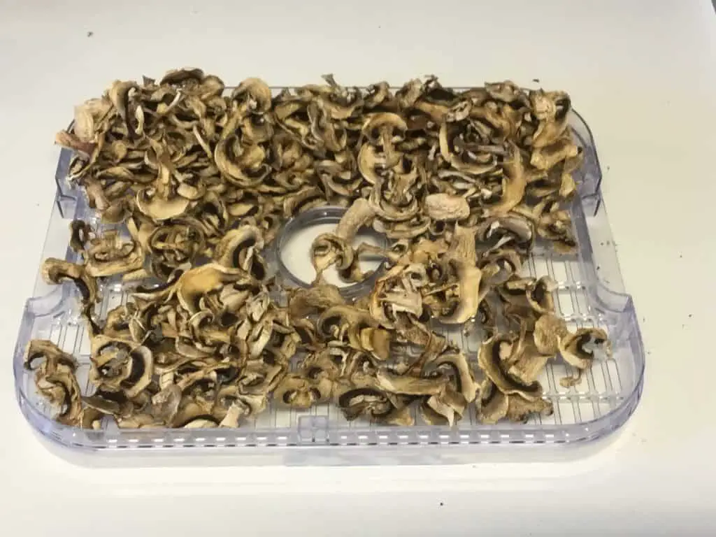 Mushrooms after Dehydration