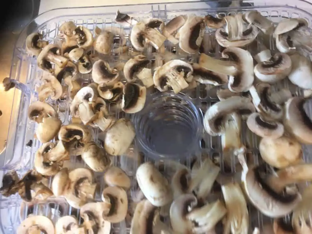 Mushrooms before Dehydration